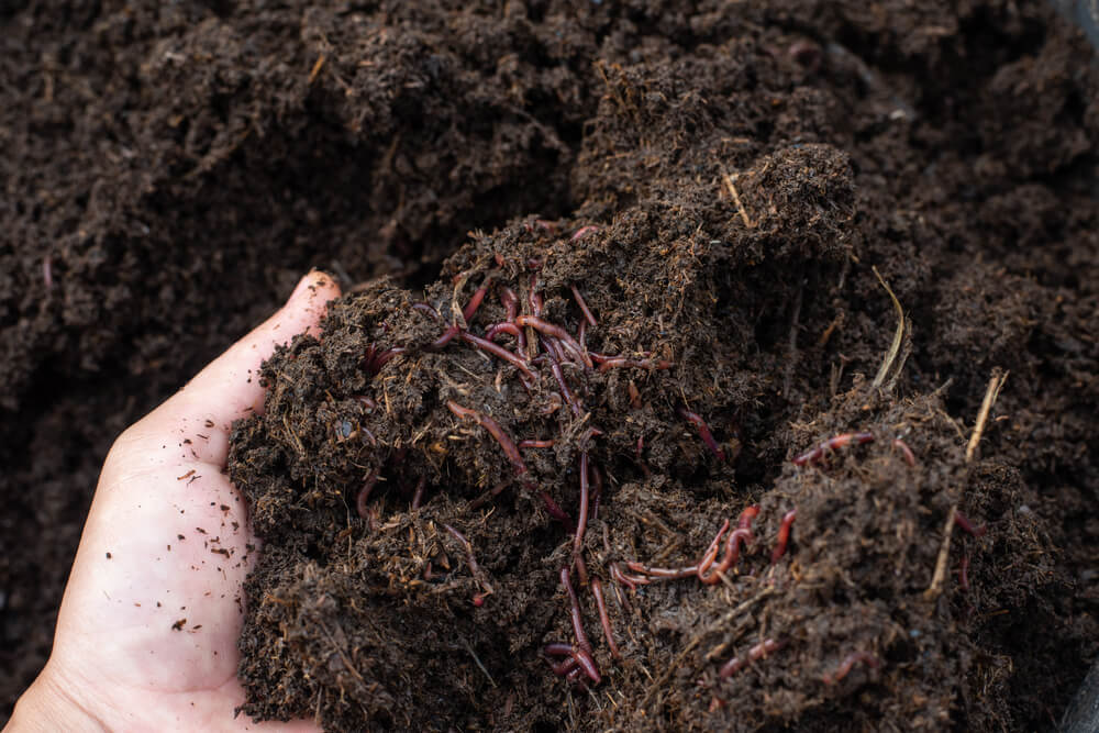 Living soil o suelo vivo, ¿qué es y cómo prepararlo?