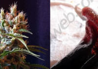 Hashishene: El nou terpè de la marihuana