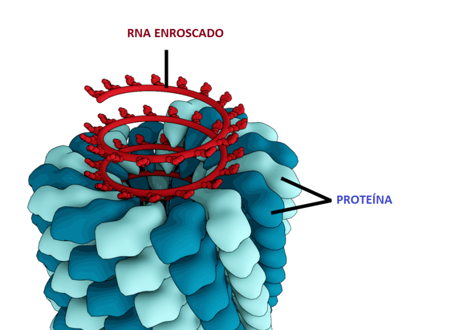 Estructura del virus del mosaic del tabac (Font: Wikipedia)