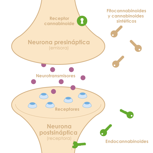 El sistema endocannabinoide regula diferents funcions de l'organisme