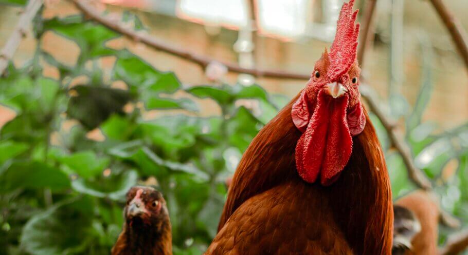 El que ens porta a preguntar-nos, ¿es van “col·locar” les gallines?