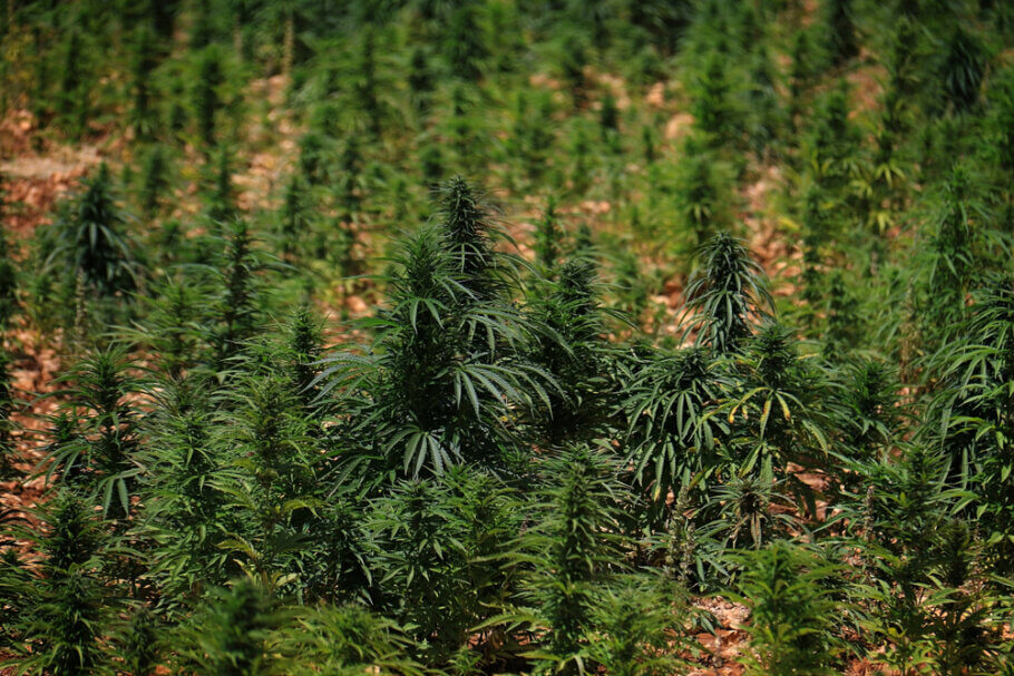 Encara que il·legal des de fa dècades, el cànnabis ha seguit cultivant-se al Líban principalment per a la producció del seu famós haixix