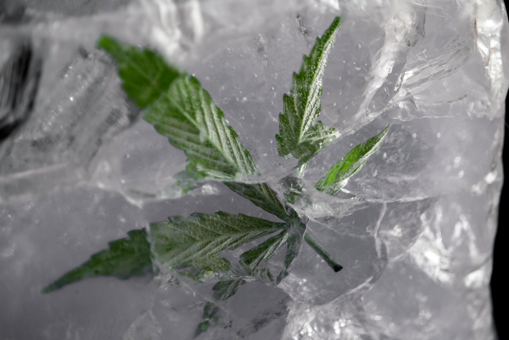 Congelar cànnabis: per què i com fer-ho?