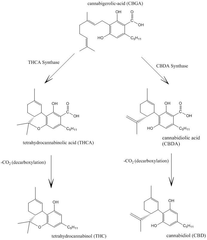 THCA und CBDA werden durch Decarboxylierung in THC und CBD umgewandelt