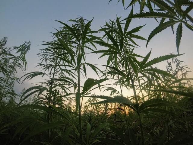 Cannabis produziert sehr wenig Delta-8-THC