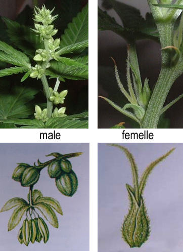 How to distinguish marijuana males from females- Alchimia Grow Shop