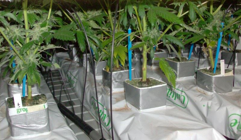 How to install a hydroponic growing system for marijuana plants 