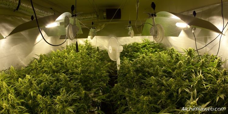 Ventilation for marijuana grow rooms- Alchimia Grow Shop
