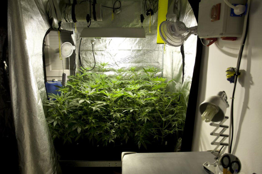 Growing marijuana in grow tents- Alchimia Grow Shop