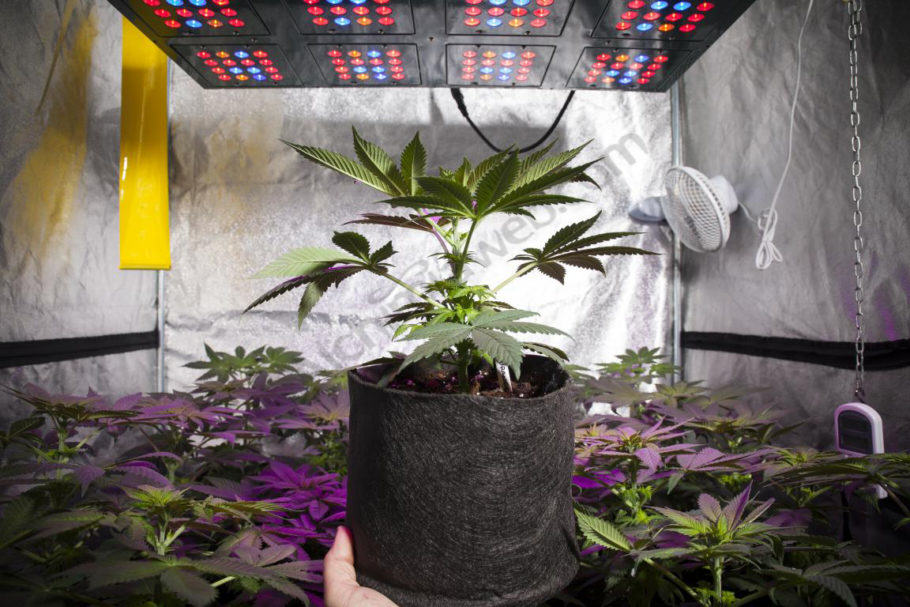 Growing marijuana in grow tents- Alchimia Grow Shop