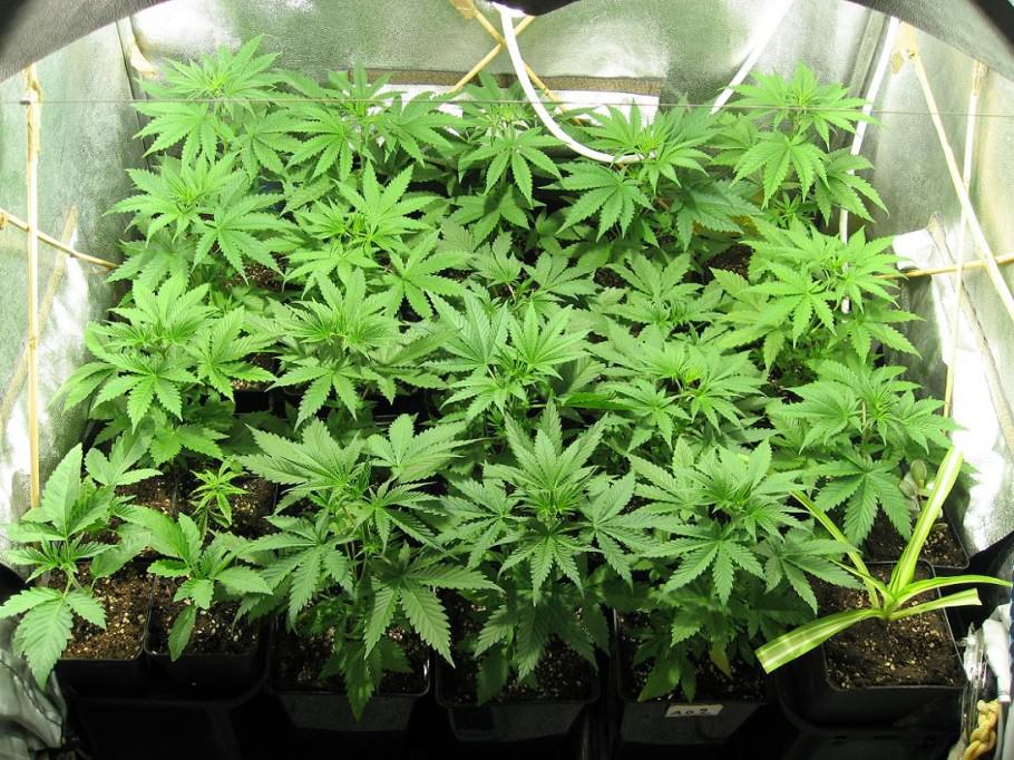 Growing marijuana in plant pots