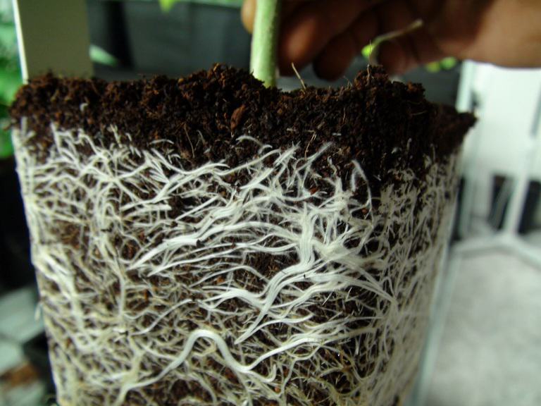 Grow report - Karibeña from Kannabia Seed Company
