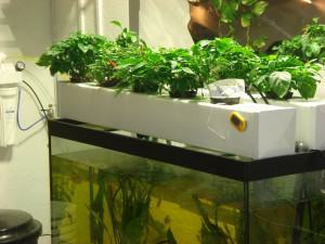 Aquaponic Cannabis Cultivation