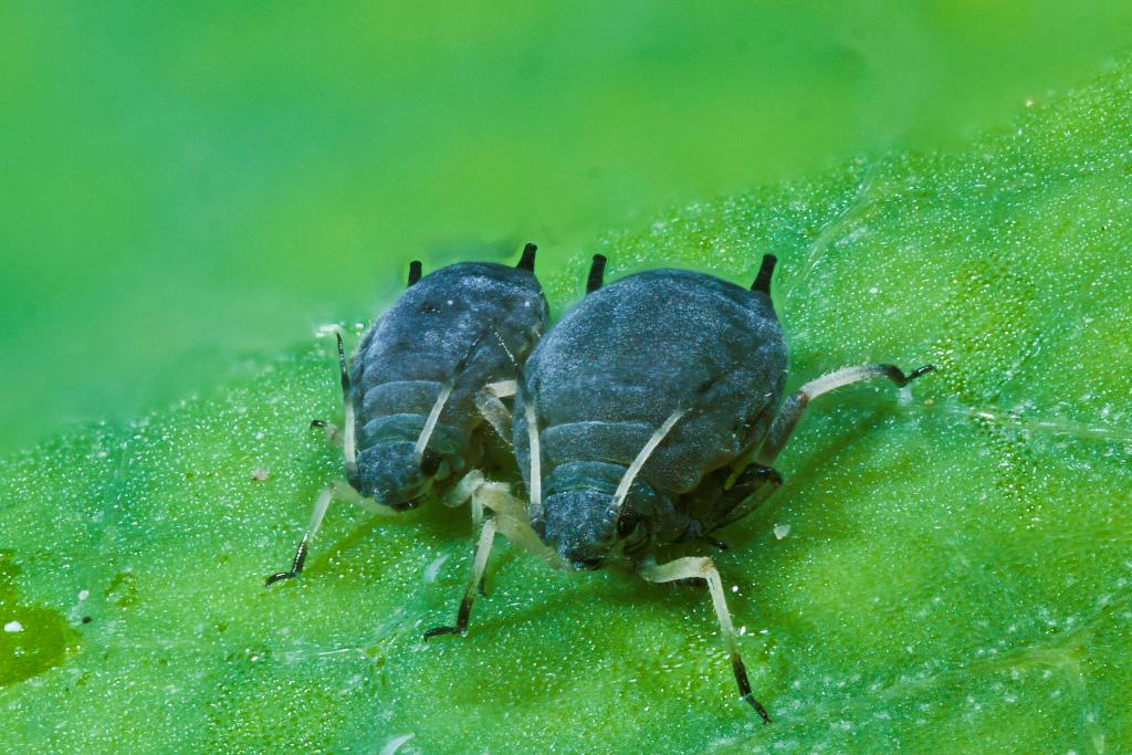 How to combat aphids on marijuana plants