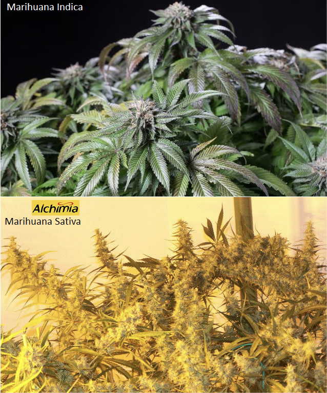 Flowering in Cannabis plants- Alchimia Grow Shop