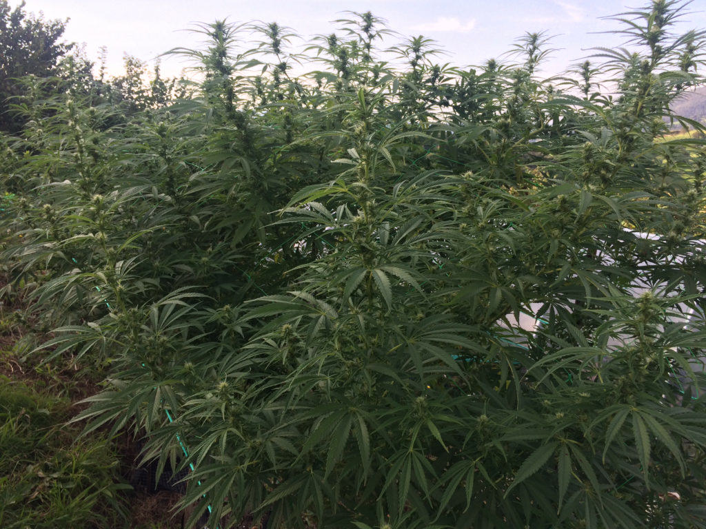 Pruning Cannabis Plants- Alchimia Grow Shop