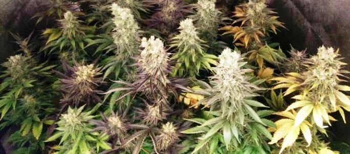 Overwatering cannabis plants- Alchimia Grow Shop