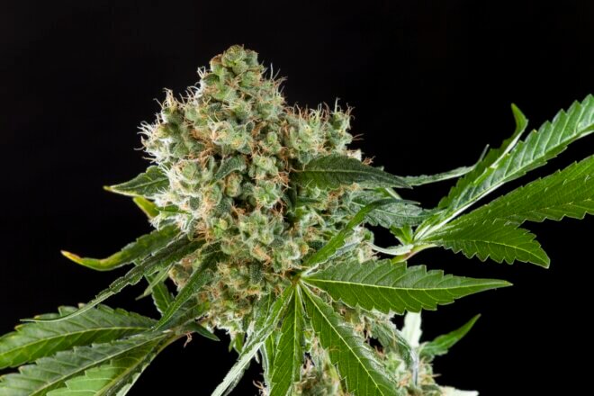 Medicinal Cannabis strains
