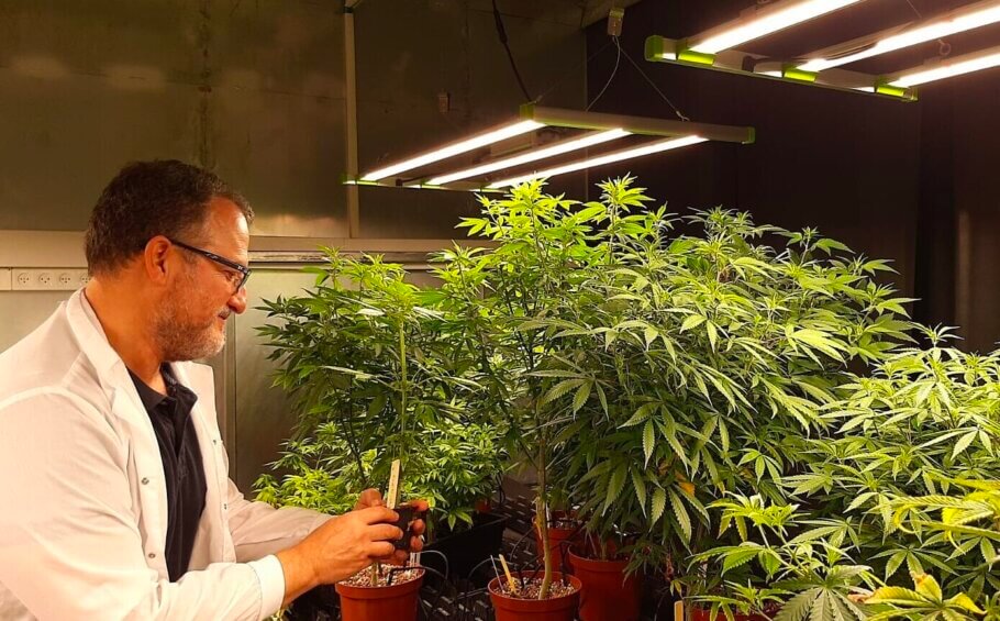 Israeli startup CanBreed has entered into a license agreement to use gene editing tools to provide cannabis growers with improved seeds (for stability and disease resistance)