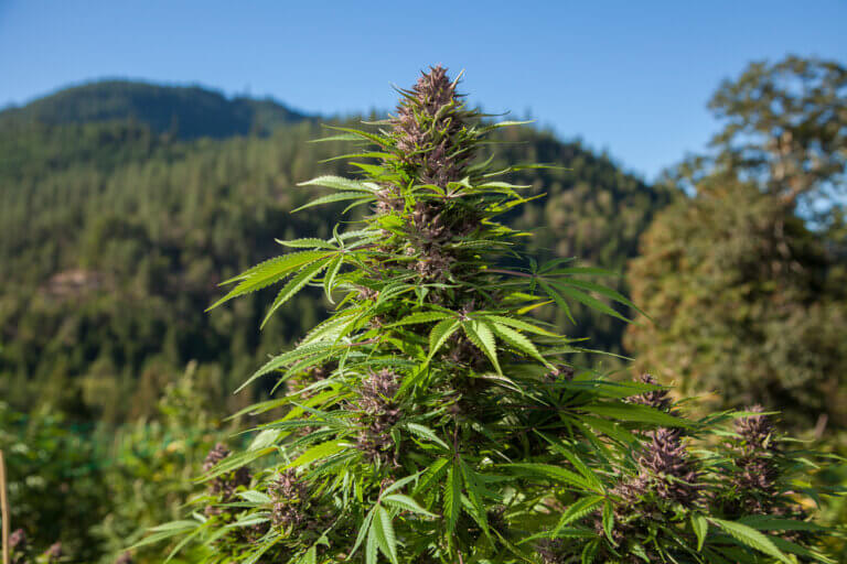 Outdoor cannabis growing - Blog Alchimia Grow Shop