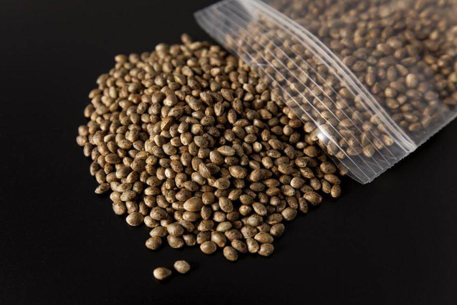 La germination de graines de cannabis- Alchimia Grow Shop