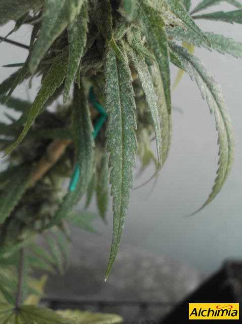 coupe feuille - Galerie des Utilisateurs - CannaWeed