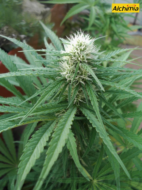 Quand récolter nos plants de cannabis?- Alchimia Grow Shop