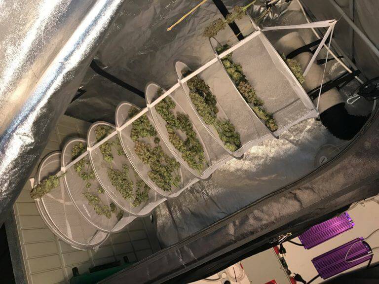 Séchage et manucure du cannabis- Alchimia Grow Shop