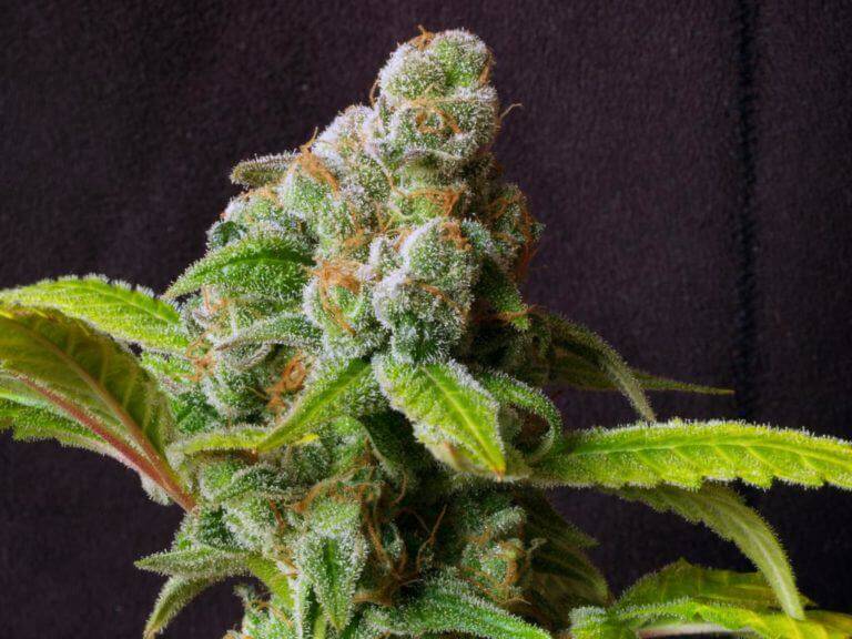 Séchage et manucure du cannabis- Alchimia Grow Shop
