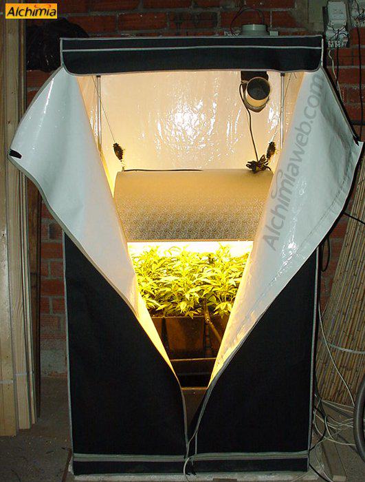 Culture interieur de cannabis- Alchimia Grow Shop