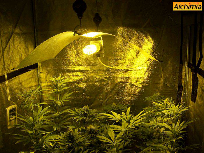 Culture interieur de cannabis- Alchimia Grow Shop