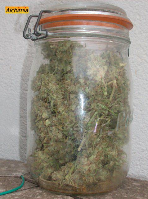 Comment conserver le cannabis- Alchimia Grow Shop