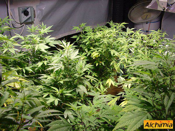 Comment conserver pieds mère de cannabis- Alchimia Grow Shop