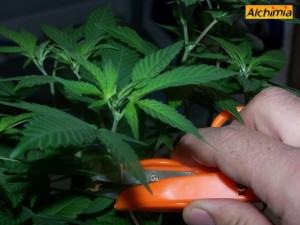 La bouture de cannabis- Alchimia Grow Shop