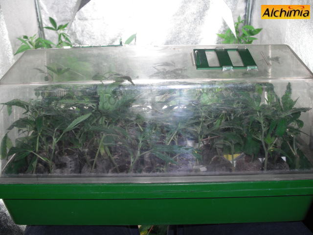 La bouture de cannabis- Alchimia Grow Shop