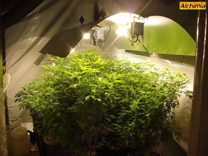 Comment conserver pieds mère de cannabis- Alchimia Grow Shop