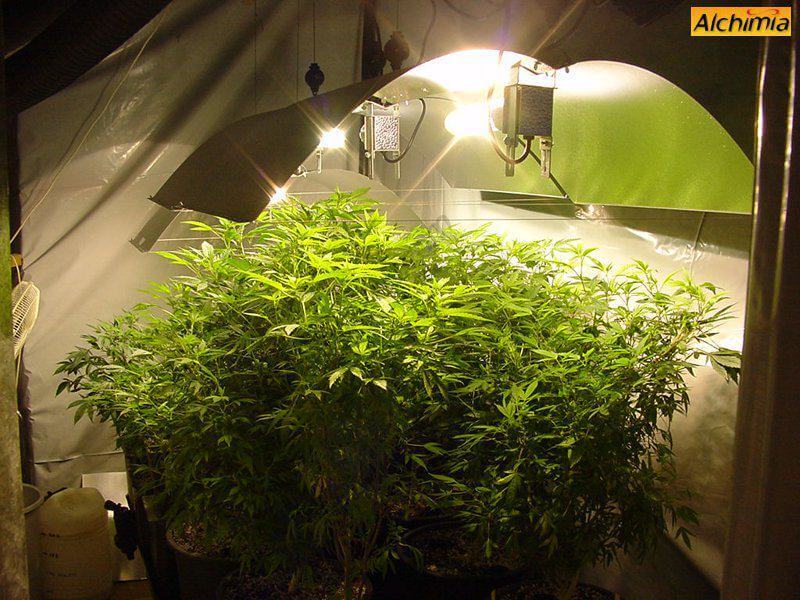 Comment conserver des pieds mère de cannabis- Alchimia Grow Shop