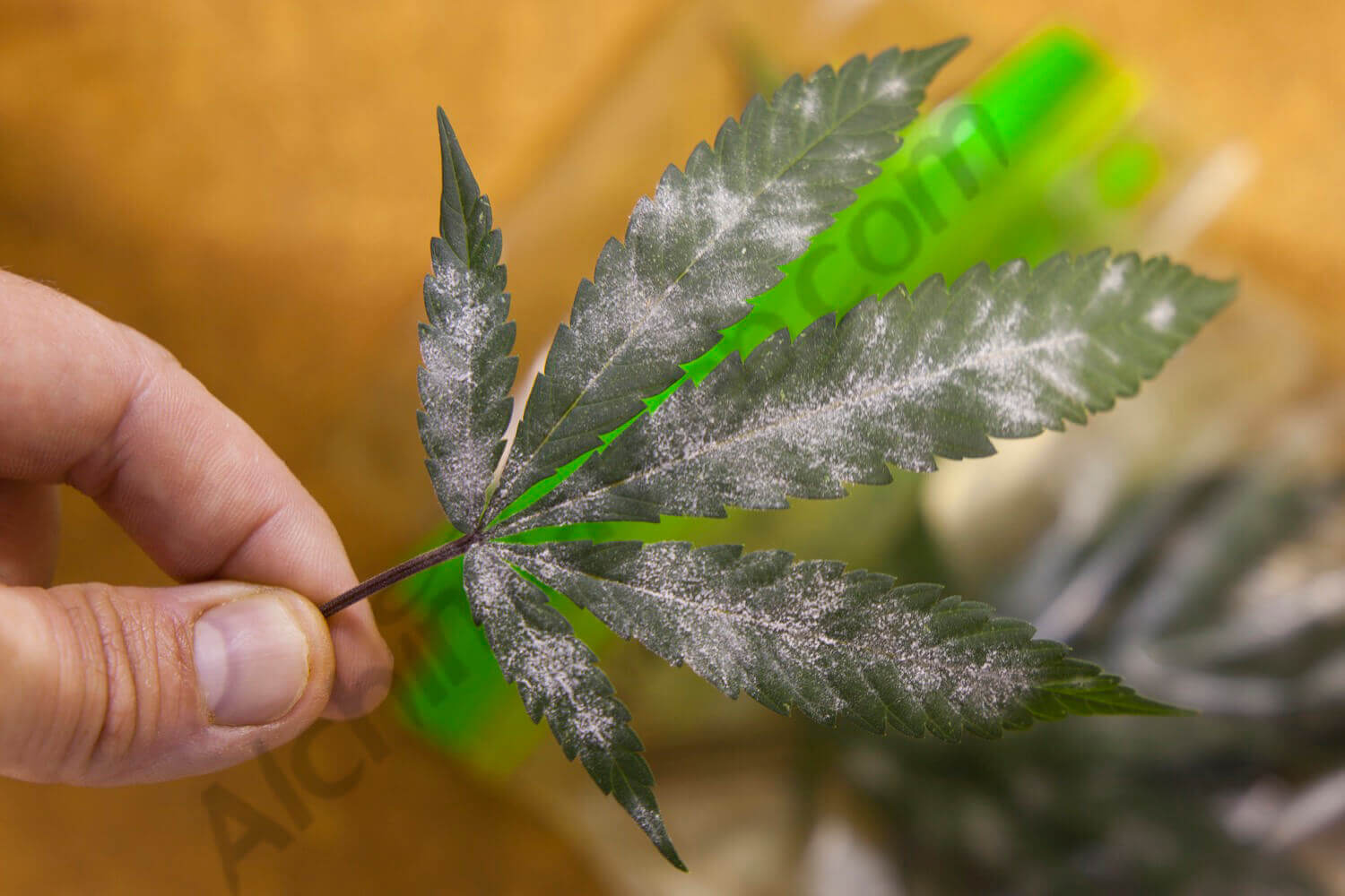 Oidium et le cannabis- Alchimia Grow Shop