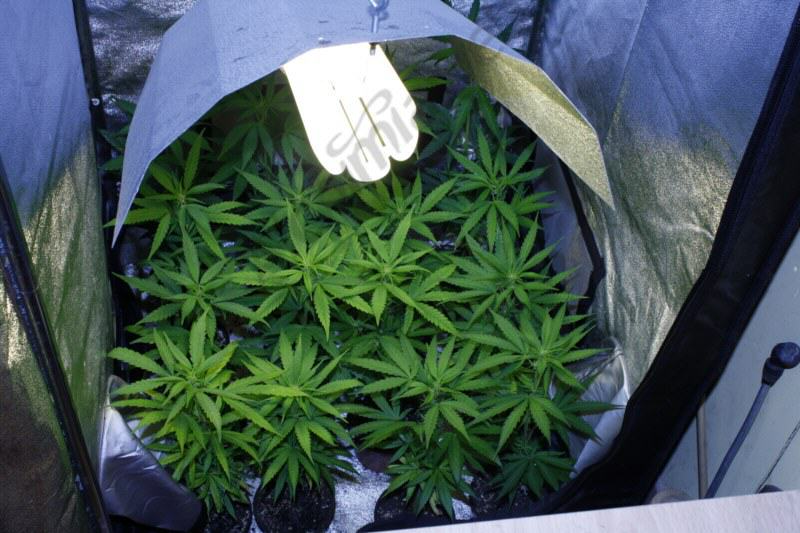 Belichamen single Formulering Cultiver du cannabis avec des lampes basses consommation- Alchimia Grow Shop