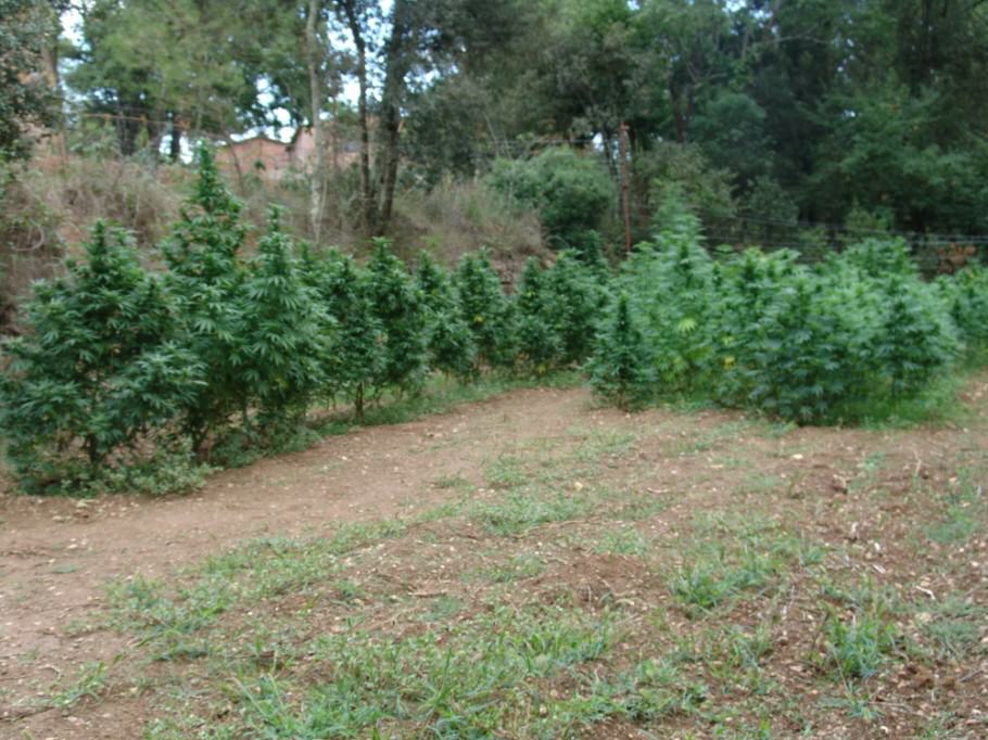 La culture de Cannabis en pleine terre- Alchimia Grow Shop