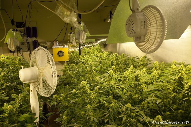 La ventilation de la culture de cannabis- Alchimia Grow Shop