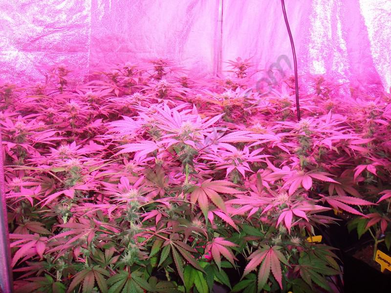 Culture de cannabis avec des lampes Led- Alchimia Grow Shop