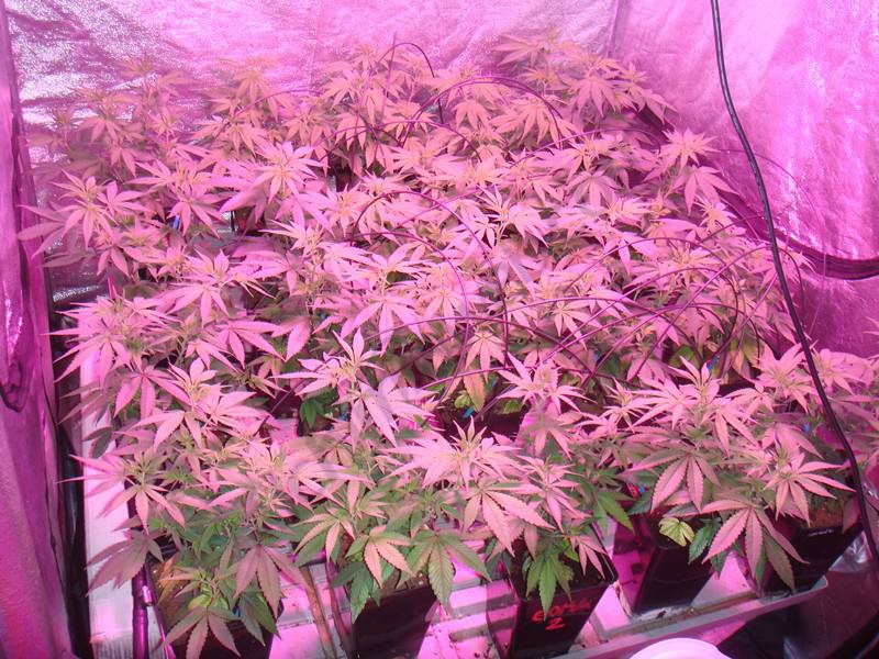 Culture de cannabis avec des lampes Led- Alchimia Grow Shop