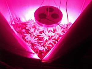 Introduction à la culture de Cannabis sous panneau Led- Alchimia Grow Shop