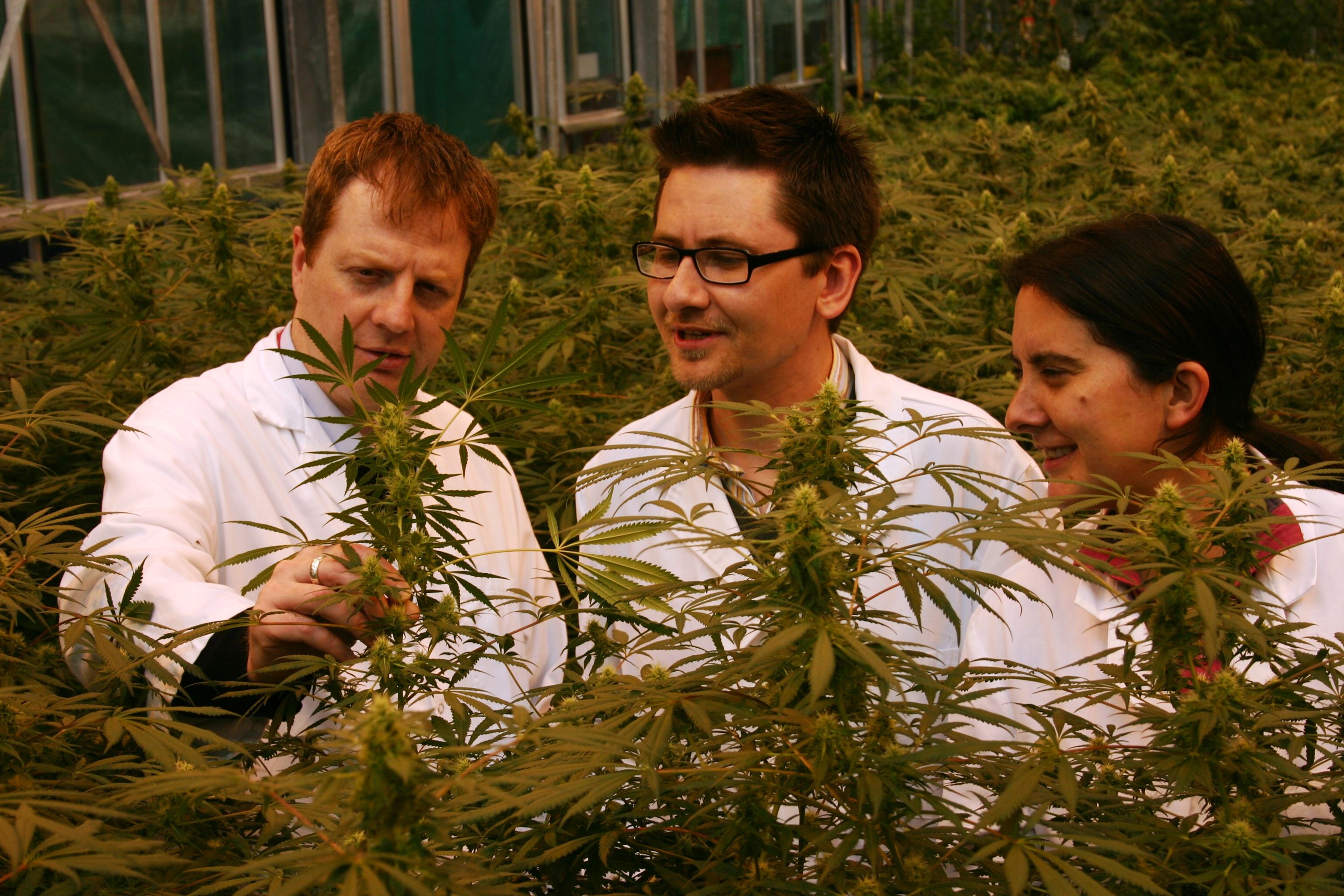 Actualités du cannabis médical, Janvier 2013- Alchimia Grow Shop
