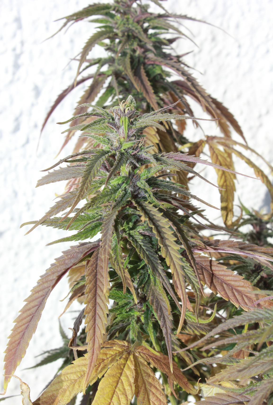 Cultiver du cannabis en climat hostile- Alchimia Grow Shop