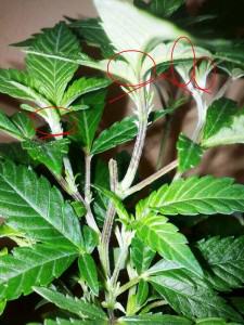 Comment tailler ou pincer les plantes de cannabis- Alchimia Grow Shop
