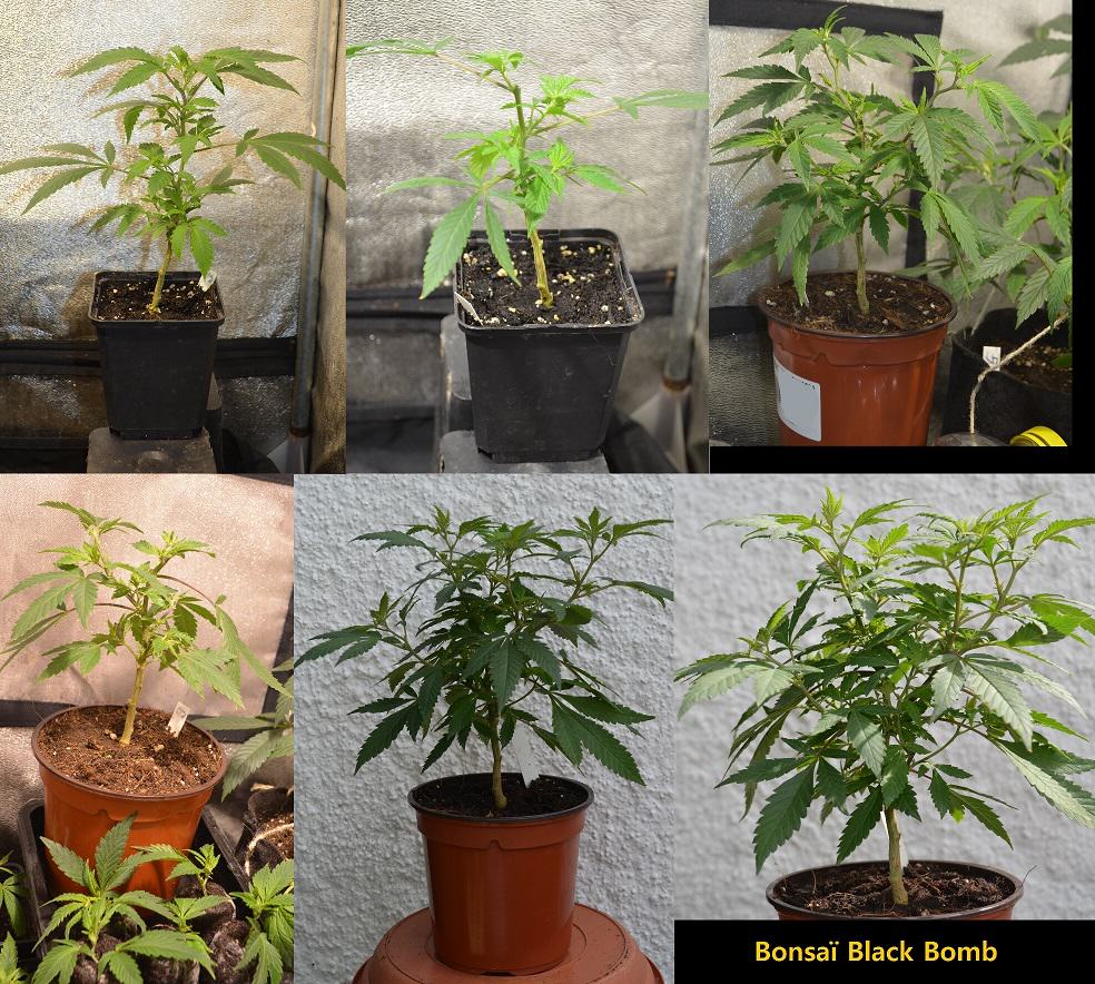 Comment transformer ses plantes de cannabis en bonsaïs?- Alchimia Grow Shop