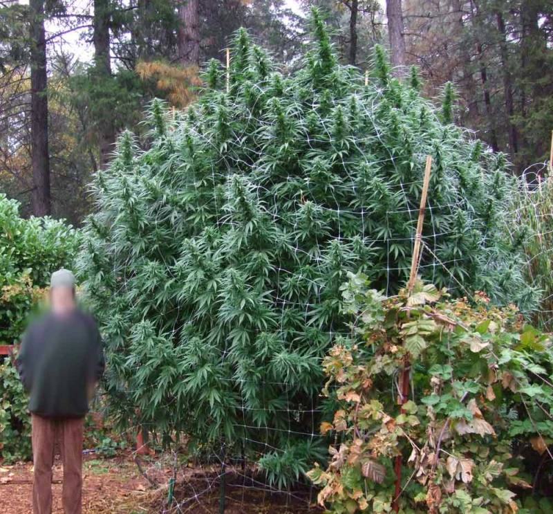 Comment sortir les plantes de cannabis en extérieur?- Alchimia Grow Shop