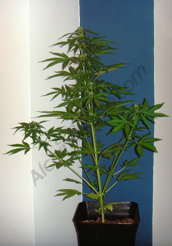 Culture de cannabis à floraison automatique- Alchimia Grow Shop